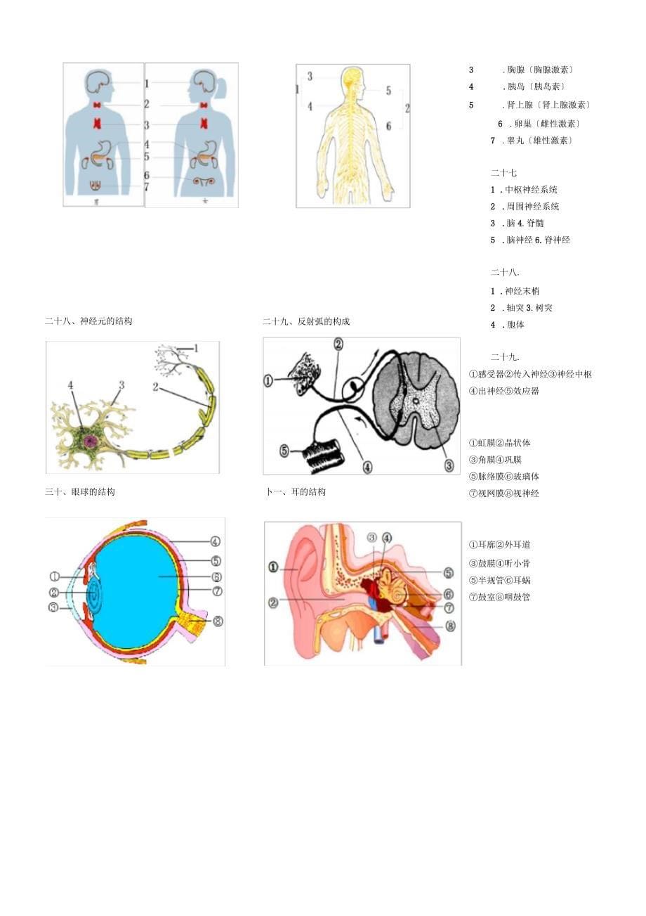 生物七下识图练习(带答案)_第5页