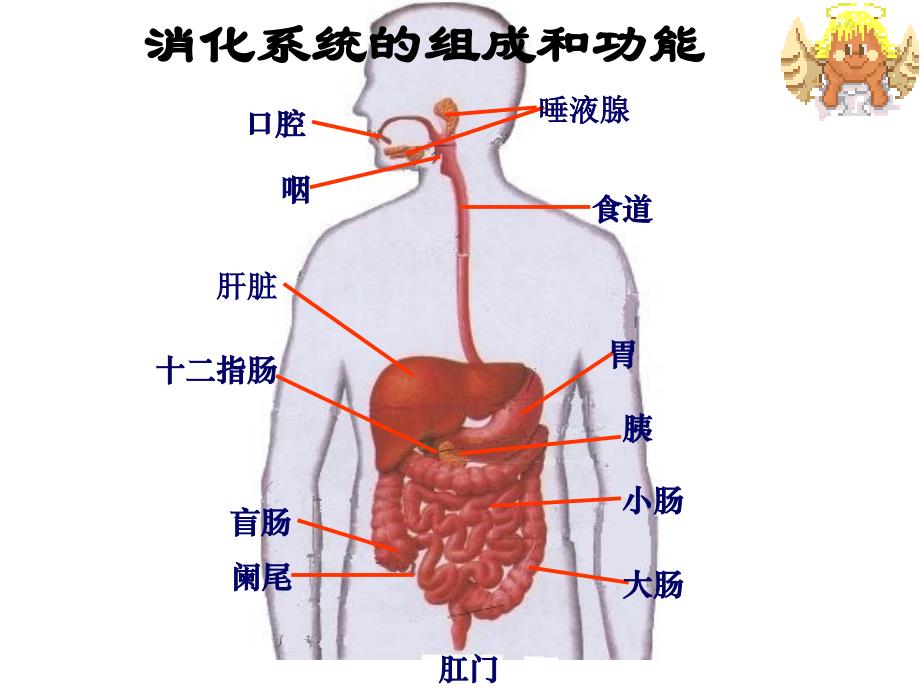 二章节人体营养_第3页