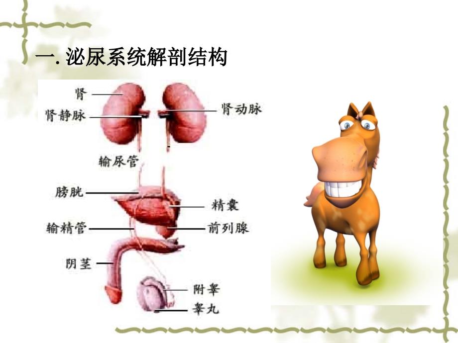 泌尿系结石ppt培训资料_第2页