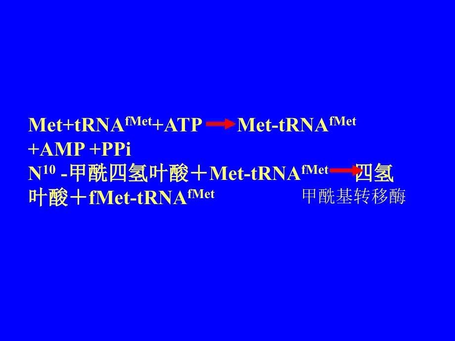 第二讲生物信息的传递下从mRNA到蛋白_第5页