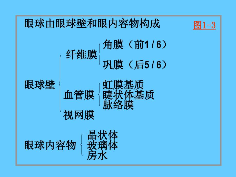 高级组织学眼的组织学_第3页