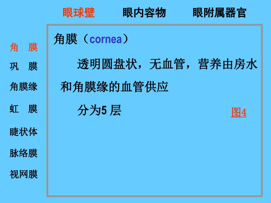 高级组织学眼的组织学_第4页