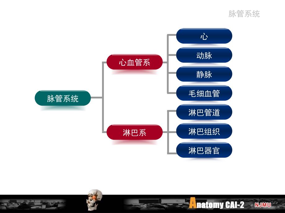 细胞生物学：脉管_第3页