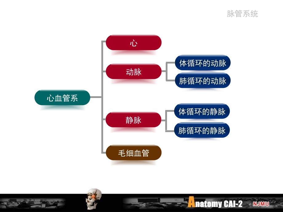 细胞生物学：脉管_第4页