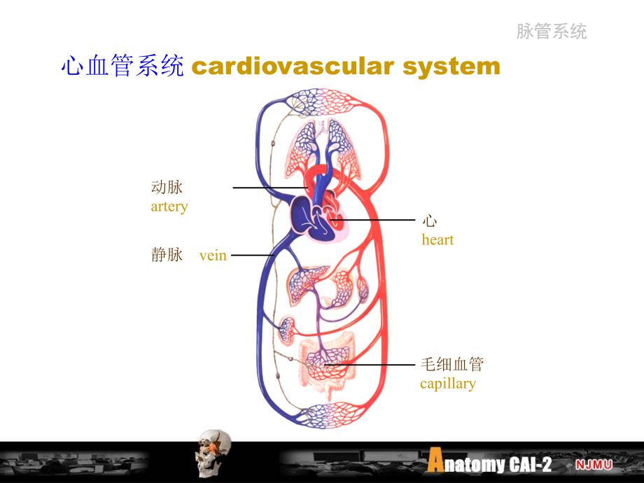 细胞生物学：脉管_第5页