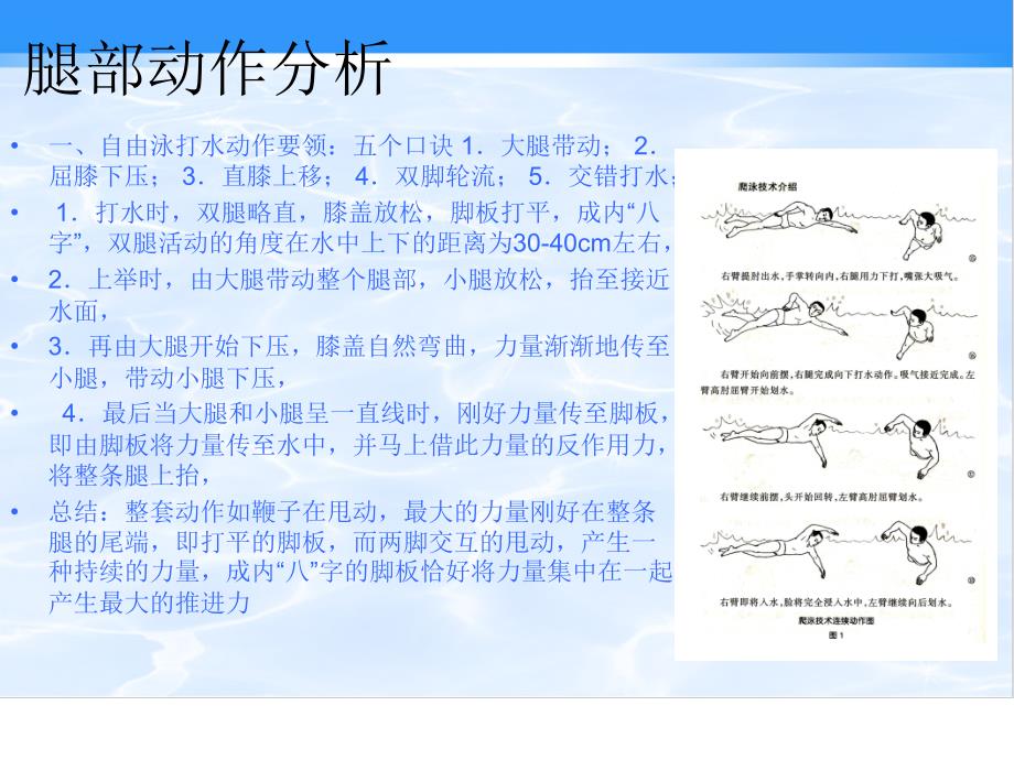 自由泳教学PPT_第3页