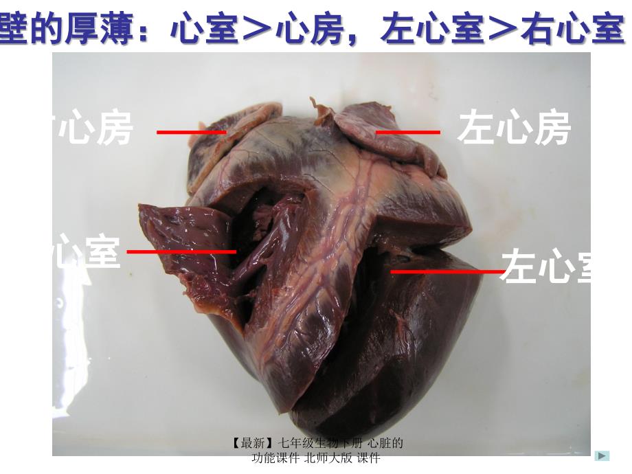 最新七年级生物下册心脏的功能课件北师大版课件_第4页