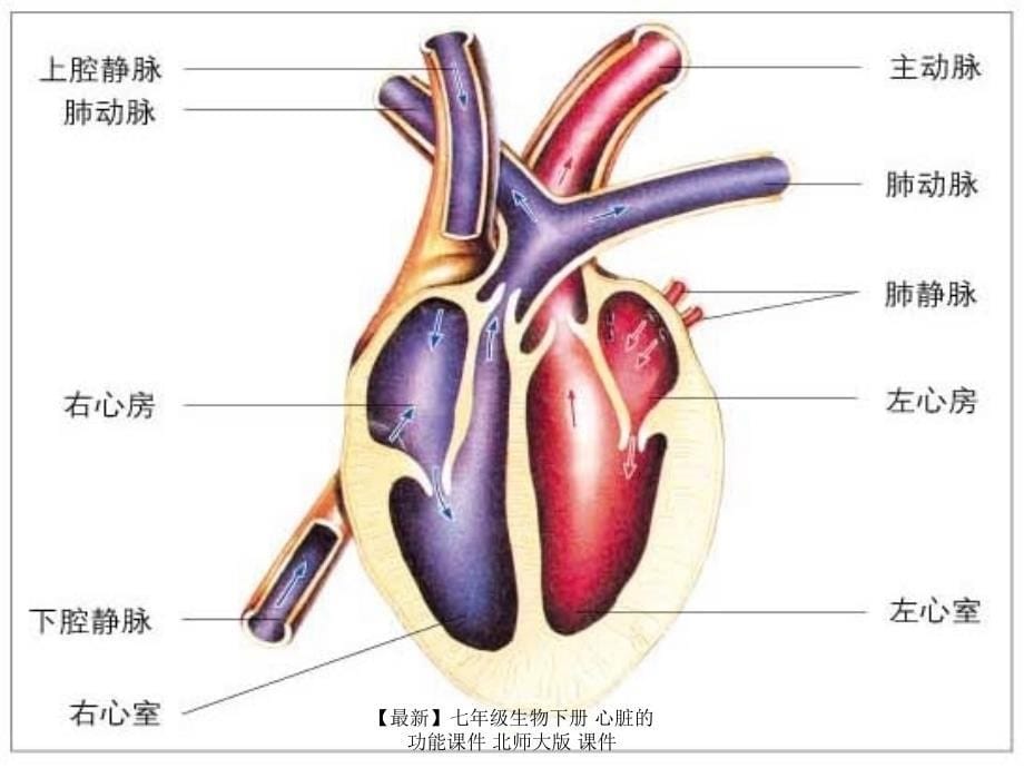 最新七年级生物下册心脏的功能课件北师大版课件_第5页