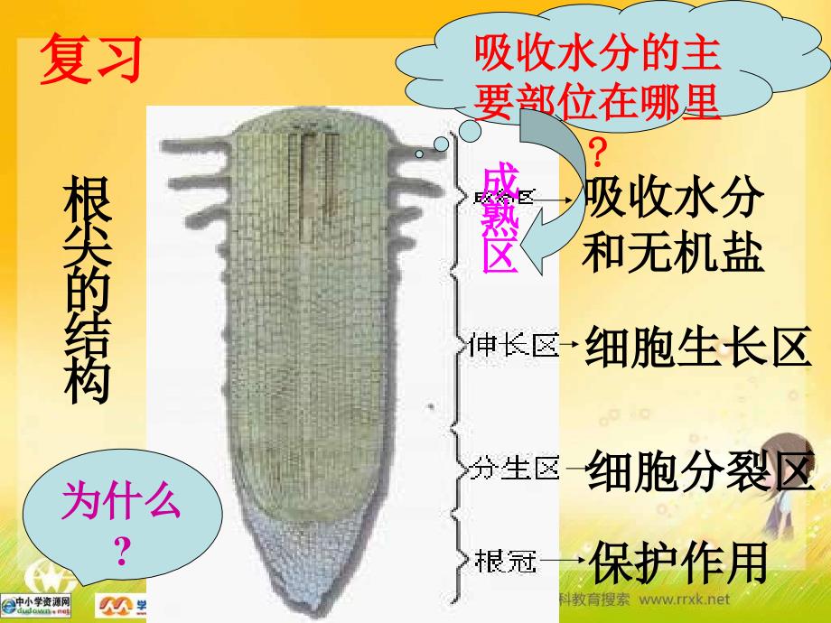 人教版生物七上第二节《水分进入植物体内的途径》课件_第2页