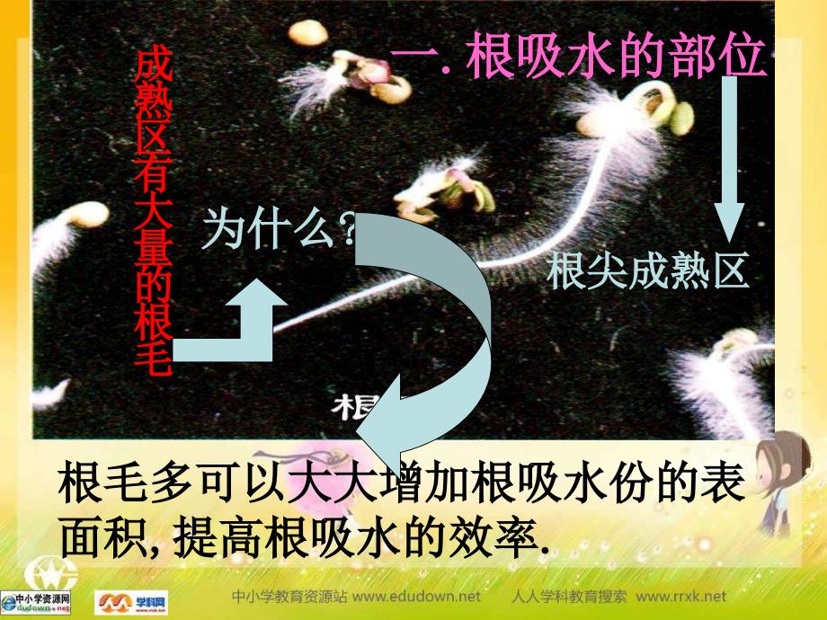 人教版生物七上第二节《水分进入植物体内的途径》课件_第3页