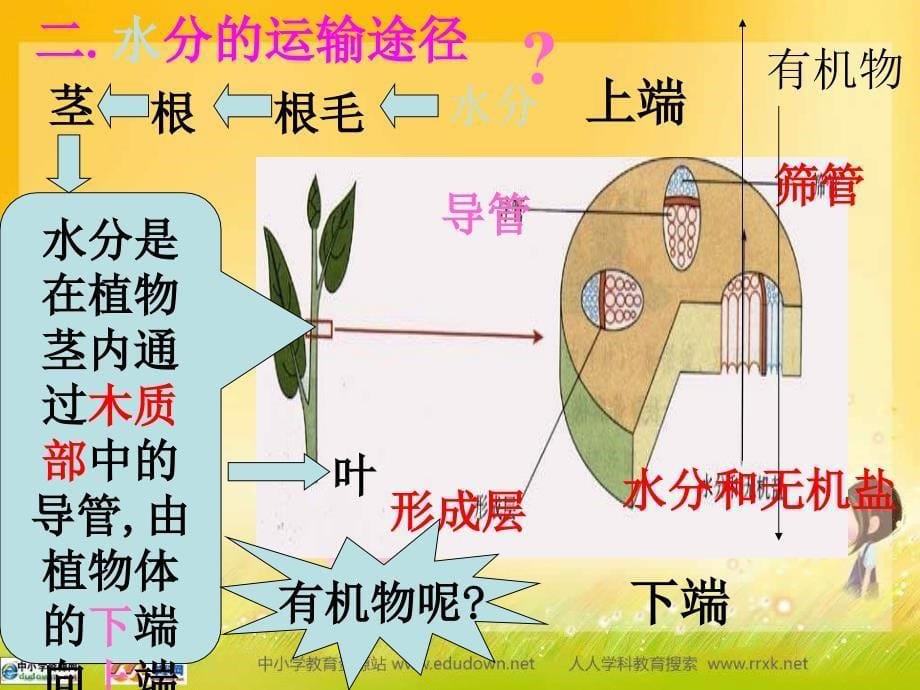 人教版生物七上第二节《水分进入植物体内的途径》课件_第5页