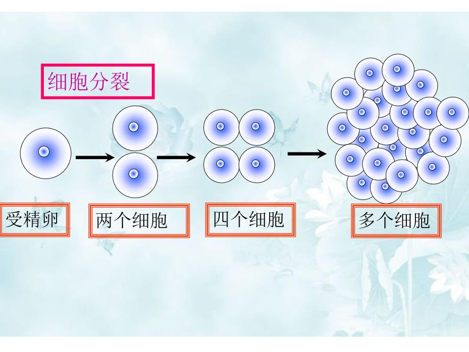 人教部编版七年级初一生物上册-动物体的结构层次-课件-名师教学PPT课件_第4页