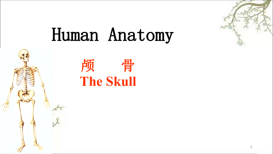 骨学各论skull课件_第1页