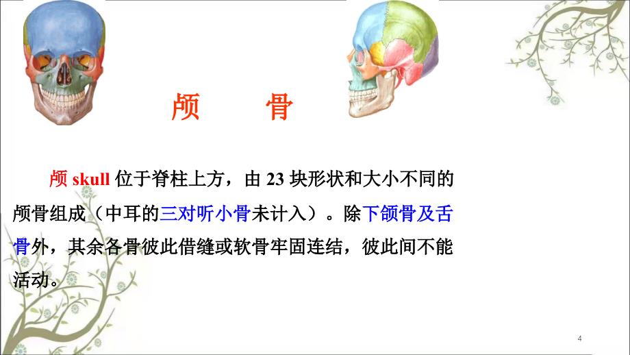 骨学各论skull课件_第4页