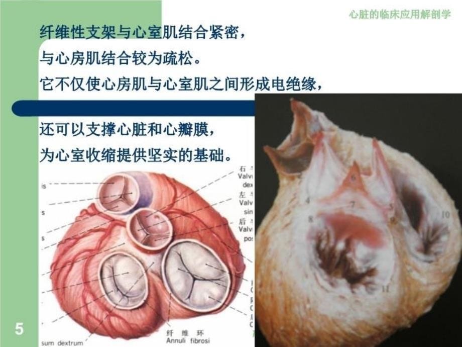 最新心脏4心的构造1PPT课件_第5页