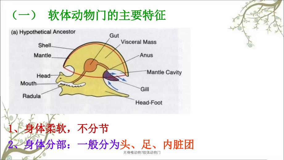 无脊椎动物7软体动物门_第2页