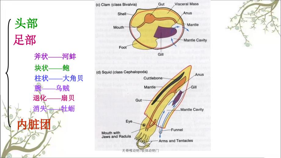 无脊椎动物7软体动物门_第3页