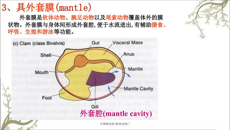 无脊椎动物7软体动物门_第4页