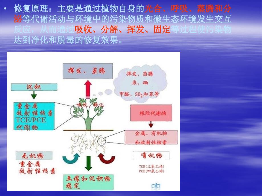 植物对污染物的修复作用PPT课件02_第3页