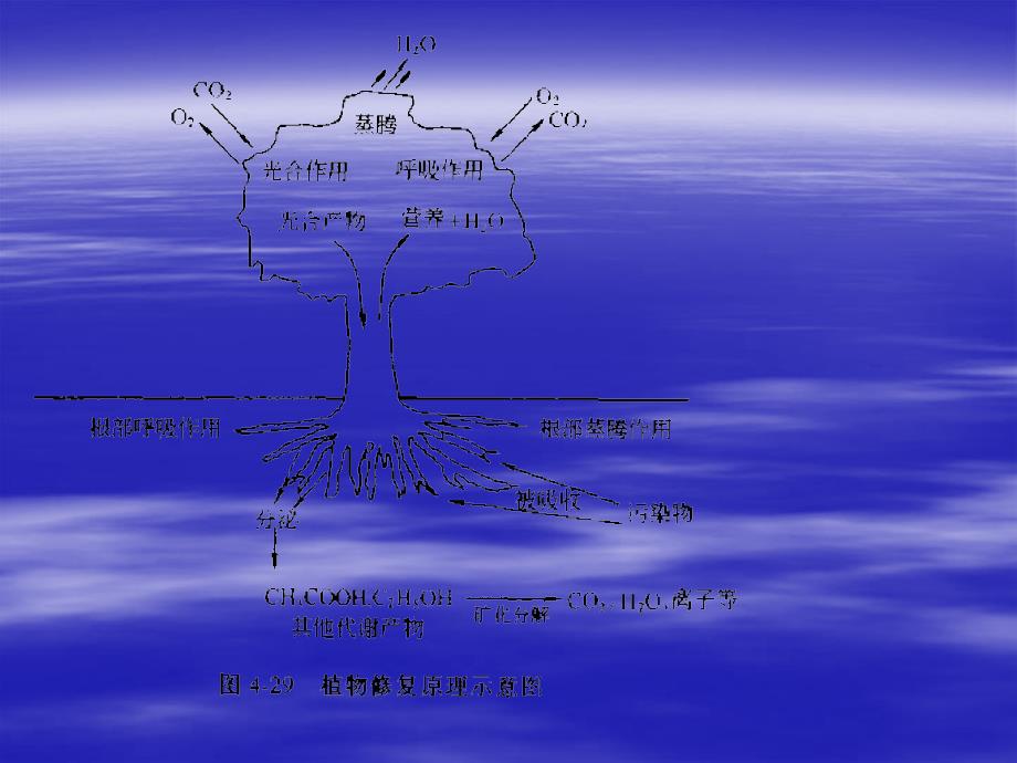 植物对污染物的修复作用PPT课件02_第4页