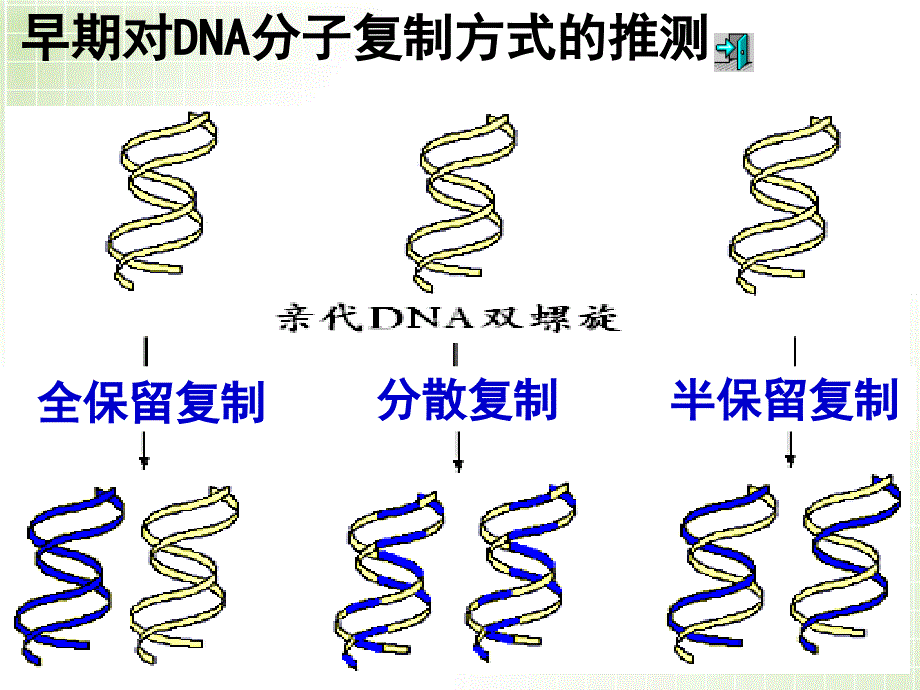 DNA的复制课件完美版ppt_第4页