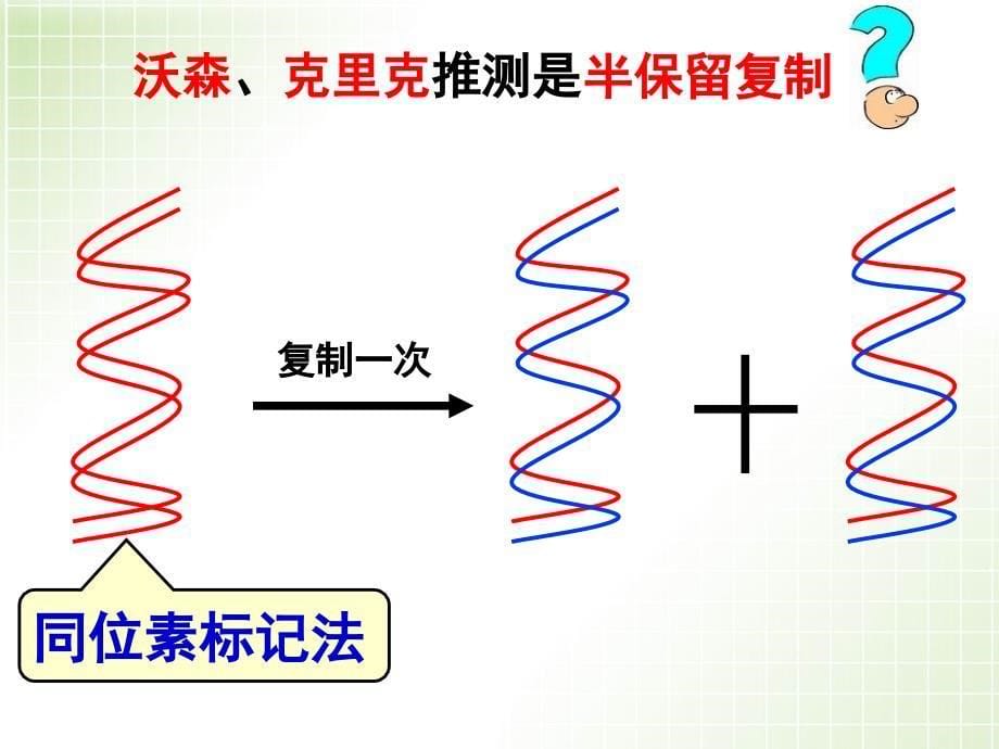 DNA的复制课件完美版ppt_第5页