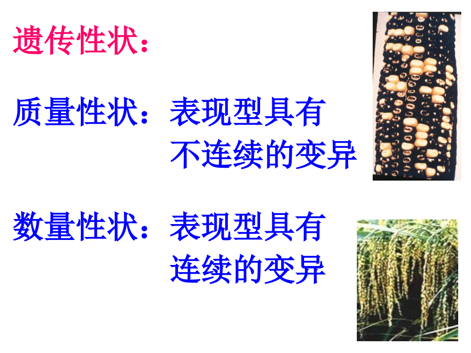 普通遗传学：第八章 数量性状的遗传_第3页