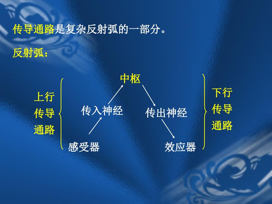 感觉传导通路_第2页