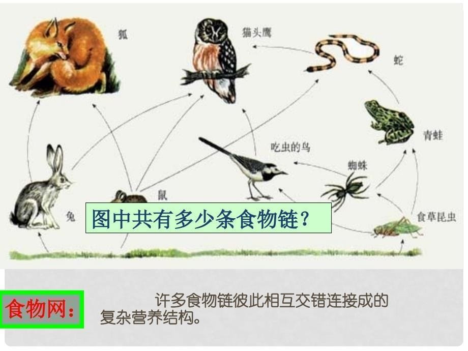 福建省建瓯市第二中学高中生物《51生态系统的结构》课件2 新人教版必修3_第5页