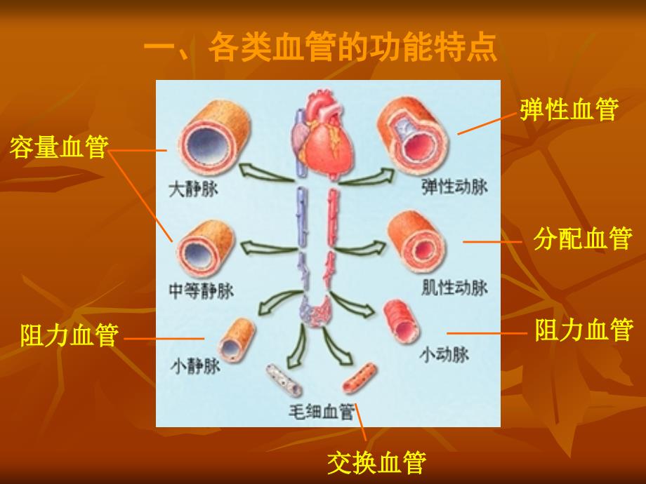 生理血液循环(精品PPT)课件_第2页