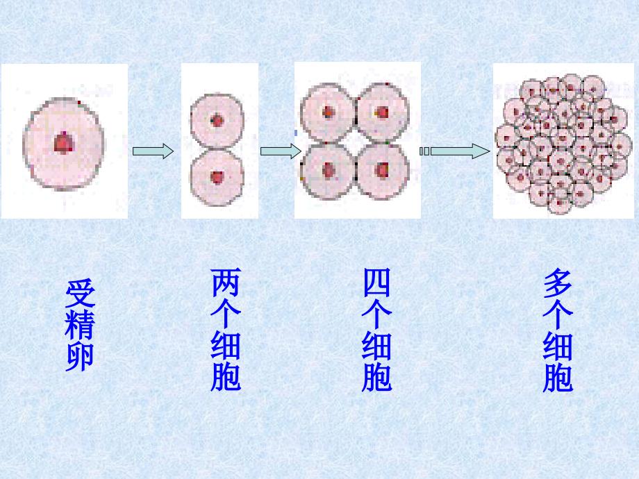 《细胞的分化》-ppt课件_第4页