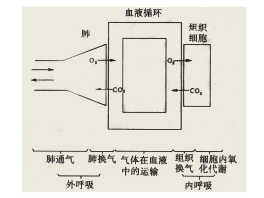 呼吸的评估PPT课件_第4页