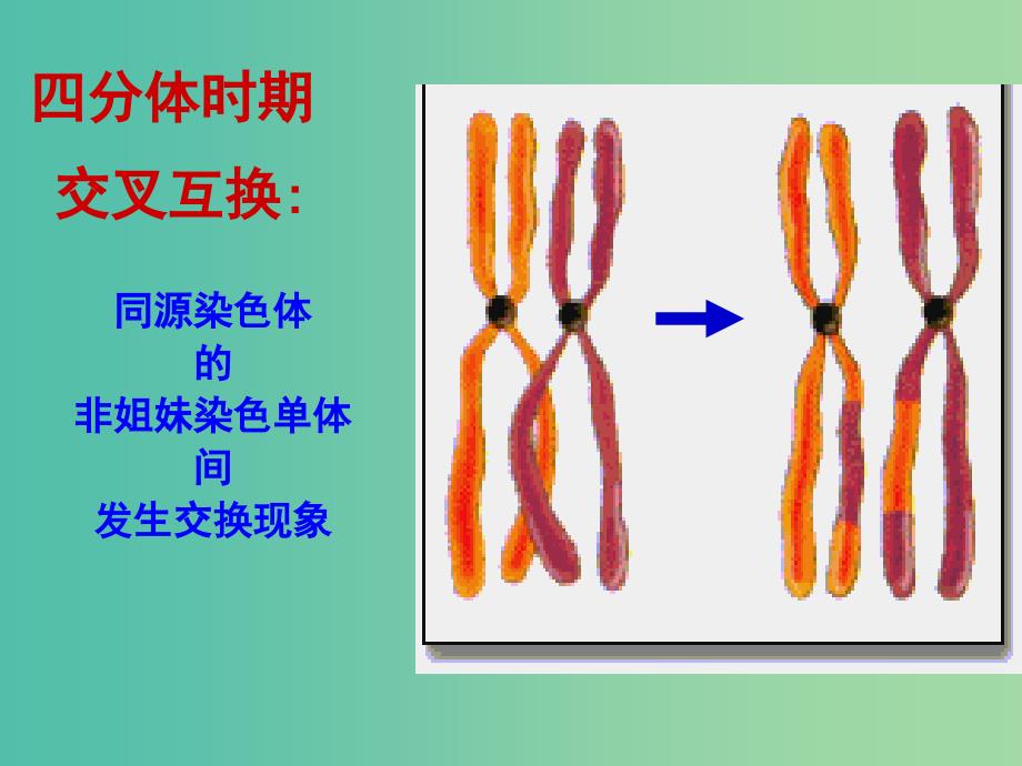 高中生物 2.1 减数分裂课件2 新人教版必修.ppt_第3页