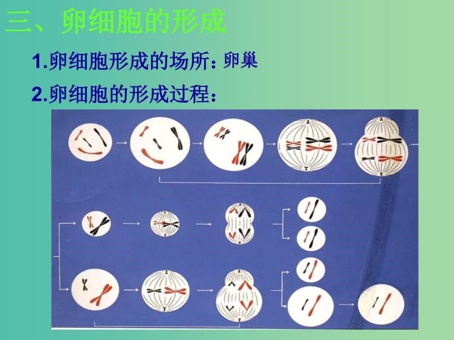 高中生物 2.1 减数分裂课件2 新人教版必修.ppt_第5页