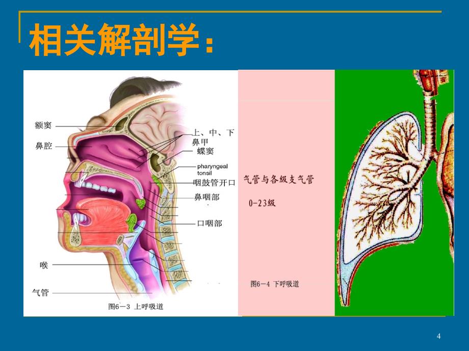 人工气道的建立和维护小讲课ppt课件_第4页