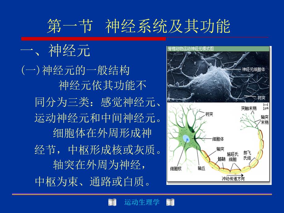 第六章运动技能的神经调节PPT课件_第2页