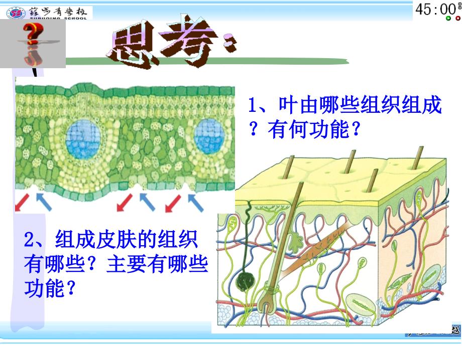 2.33生物的结构层次[精选文档]_第2页