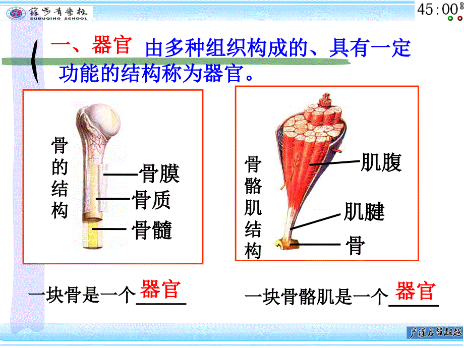 2.33生物的结构层次[精选文档]_第3页