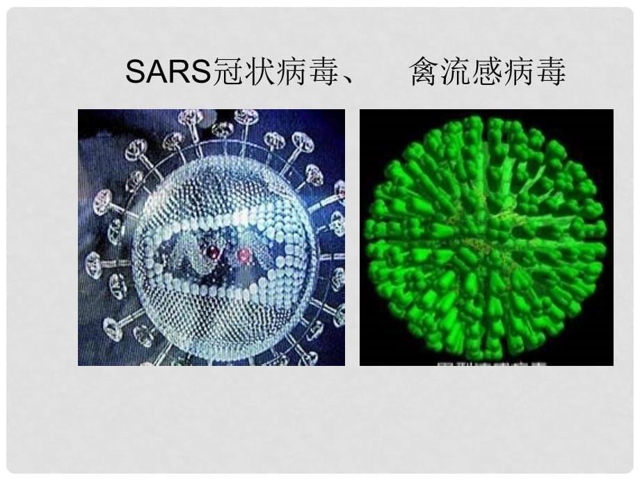 高中生物 微生物的培养与应用 2.1 微生物的实验室培养课件1 新人教版选修1_第5页