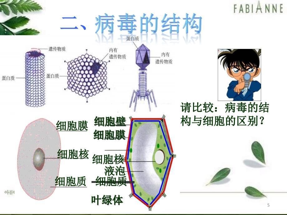 病毒 ppt课件_第5页