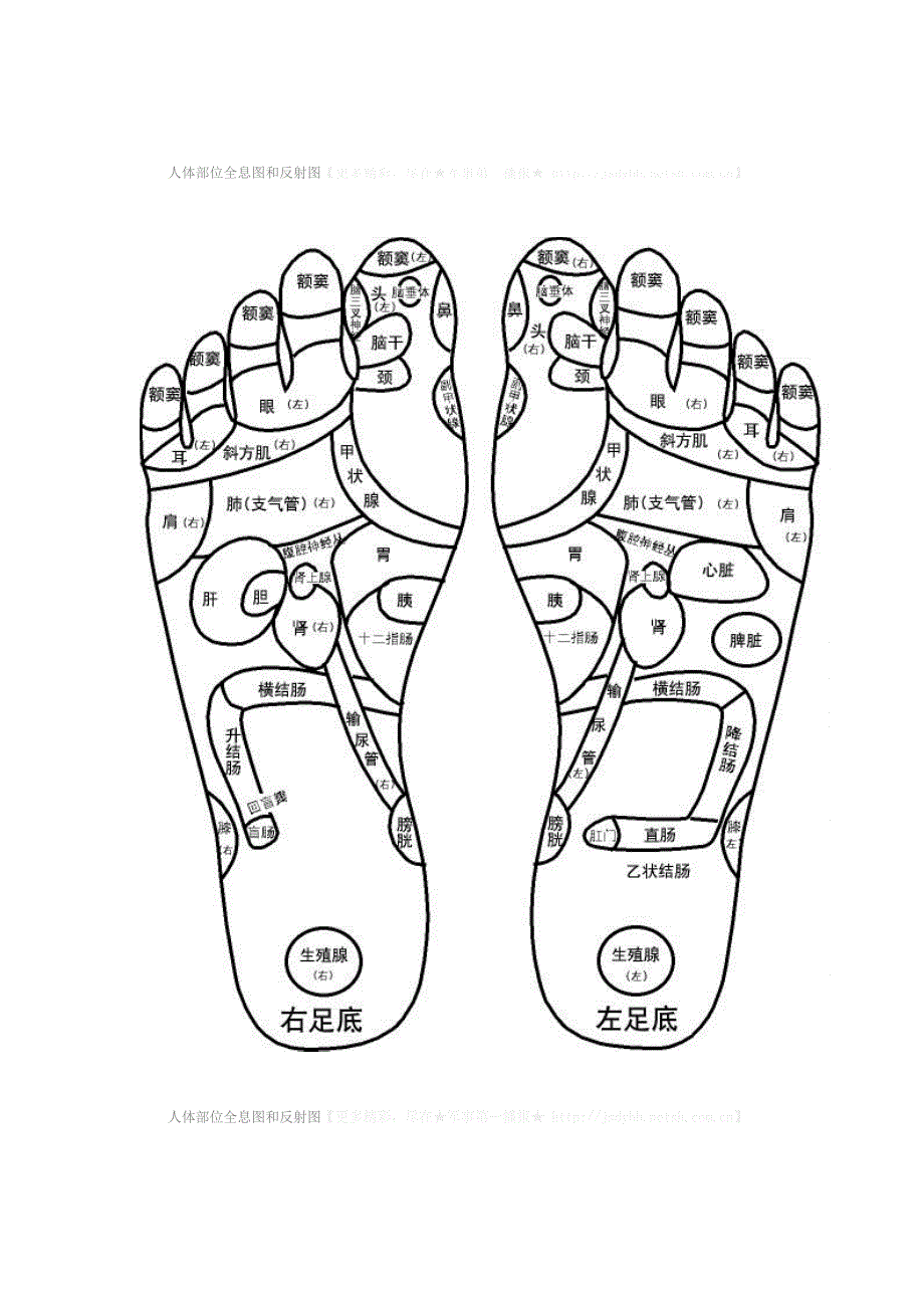 人体部位全息图和反射图.doc_第3页