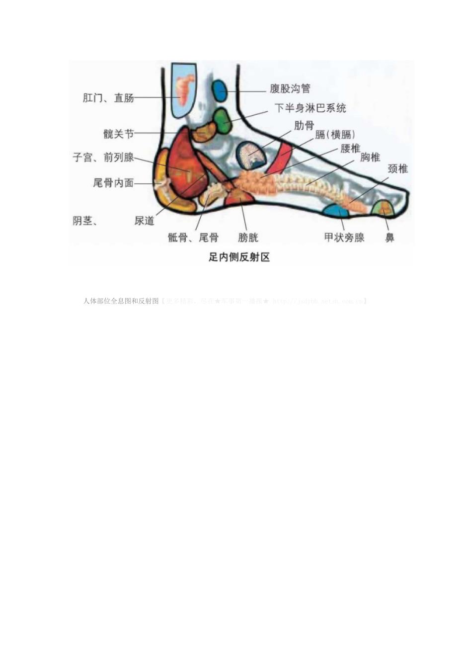 人体部位全息图和反射图.doc_第4页