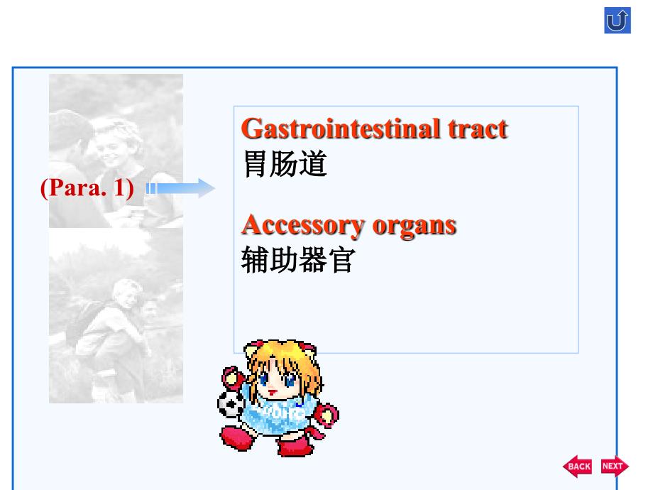 双语医学课件2-消化系统TheDigestiveSystem_第2页