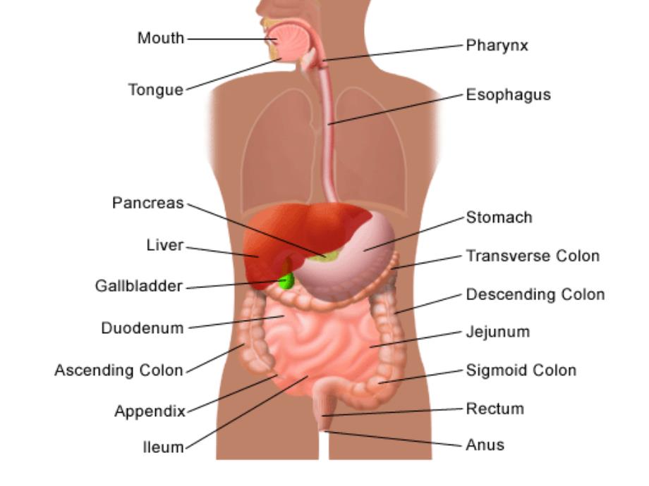 双语医学课件2-消化系统TheDigestiveSystem_第3页