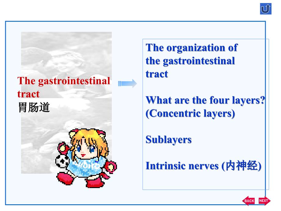 双语医学课件2-消化系统TheDigestiveSystem_第4页