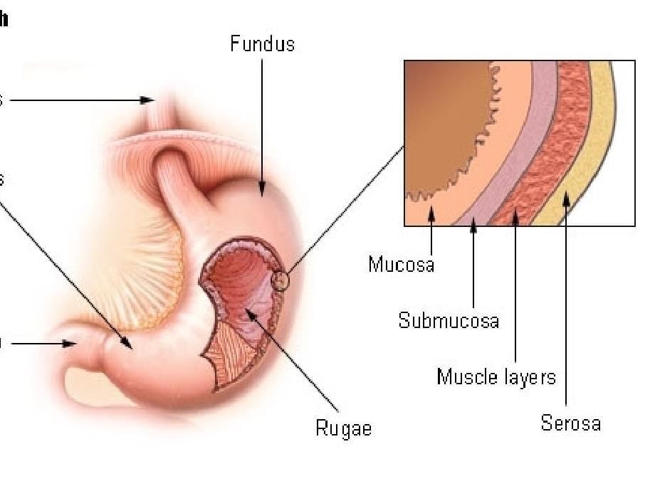 双语医学课件2-消化系统TheDigestiveSystem_第5页