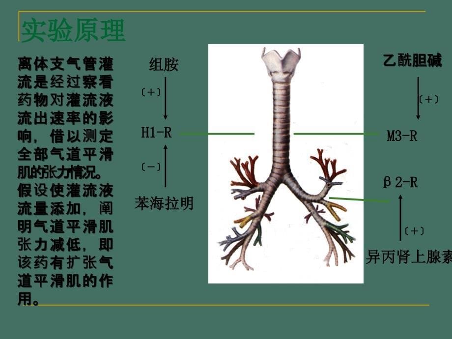 平喘药试验ppt课件_第5页