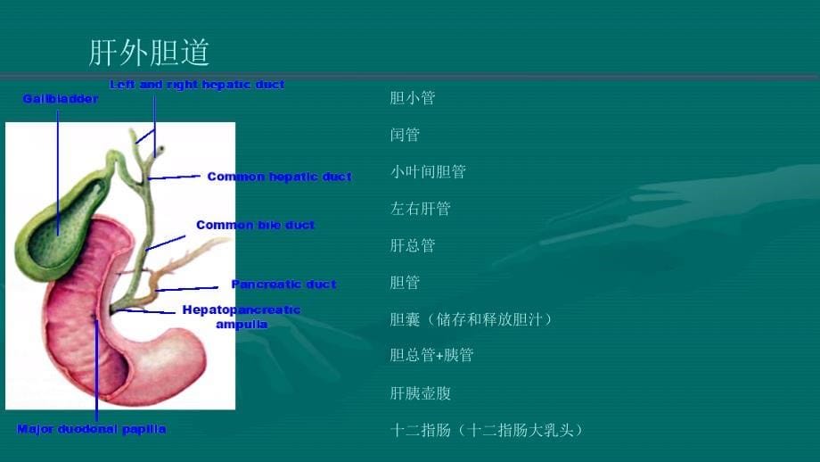 胆结石的隐患_第5页