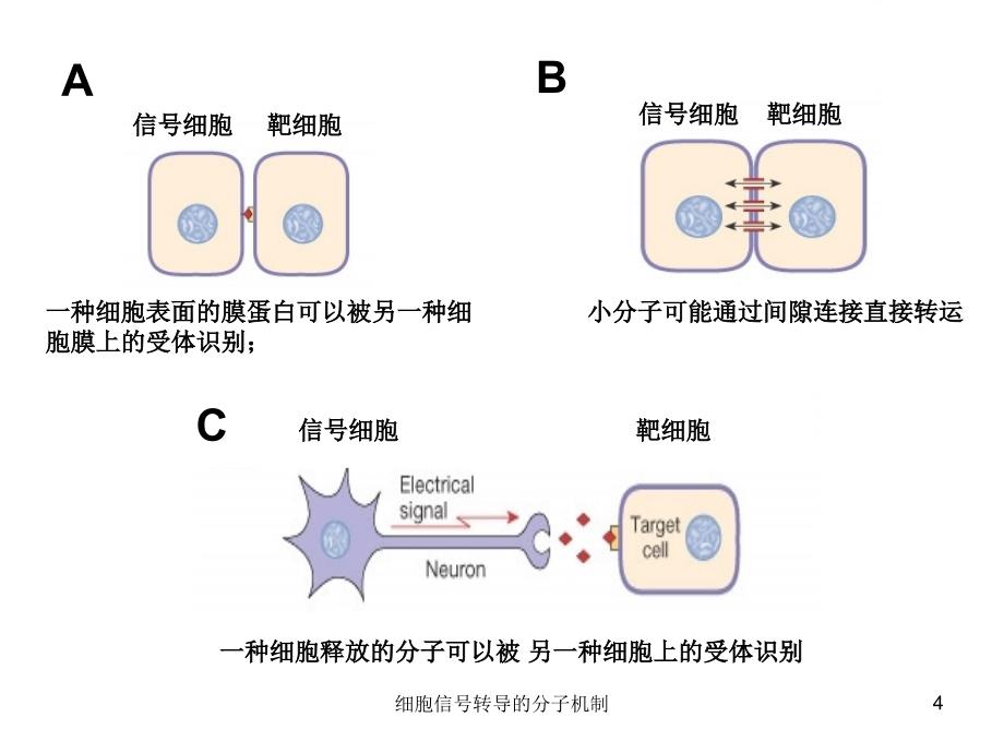 细胞信号转导的分子机制课件_第4页