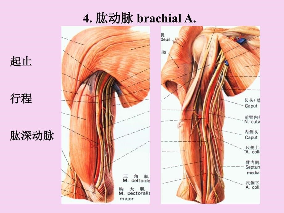 系统解剖学网络教学n13课件ppt课件_第5页